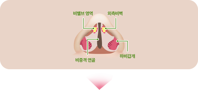 비밸브영역. 외측비벽. 비중격 연골. 하비갑개