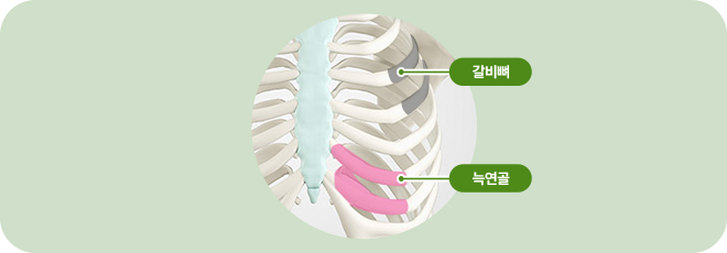 갈비뼈. 늑연골