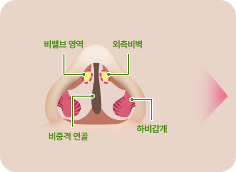 비밸브영역. 외측비벽. 비중격 연골. 하비갑개