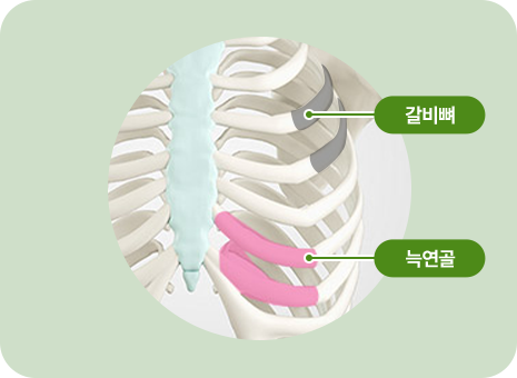 갈비뼈. 늑연골